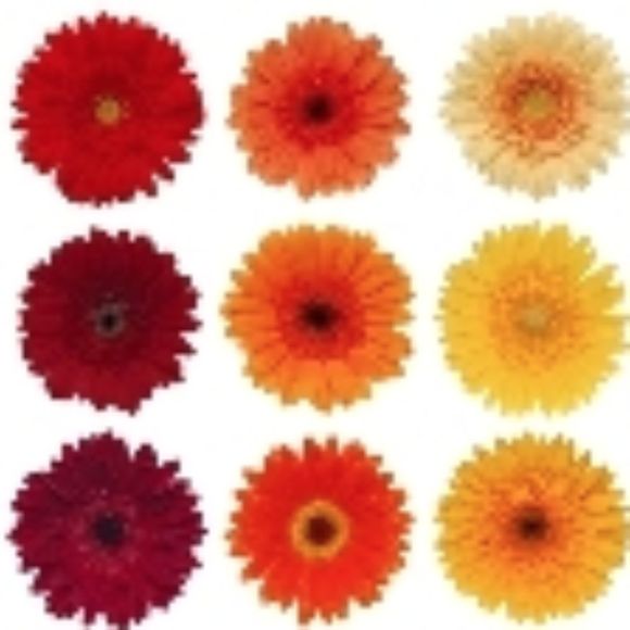 Meet your Posher, Betty - Picture 2 of 13